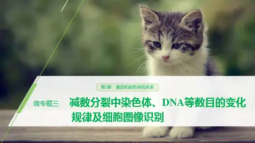 人教版高中生物必修二第2章微专题三减数分裂中染色体、DNA等数目的变化规律及细胞图像识别