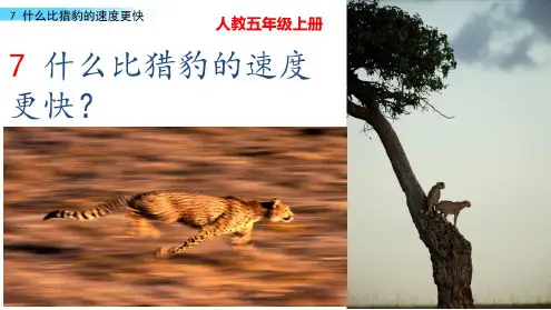(最新部编版)五语上册精品课件:7什么比猎豹的速度更快