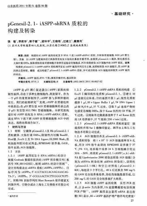 pGenesil-2.1- iASPP-shRNA质粒的构建及转染