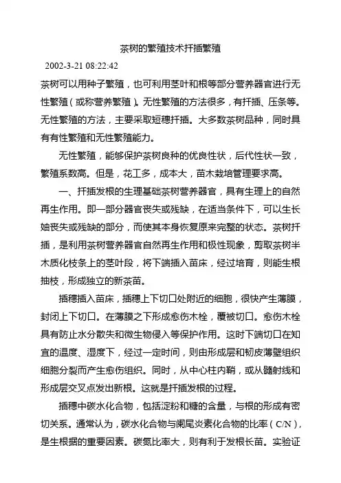 茶树的繁殖技术扦插繁殖
