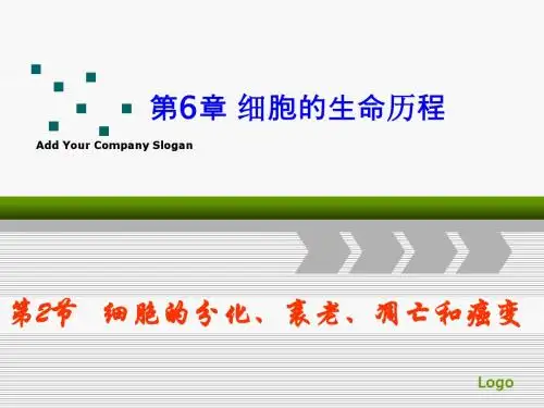 高中生物细胞的分化课件