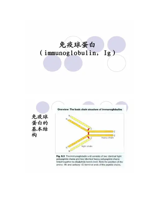 2-免疫球蛋白(immunoglobulin,Ig)