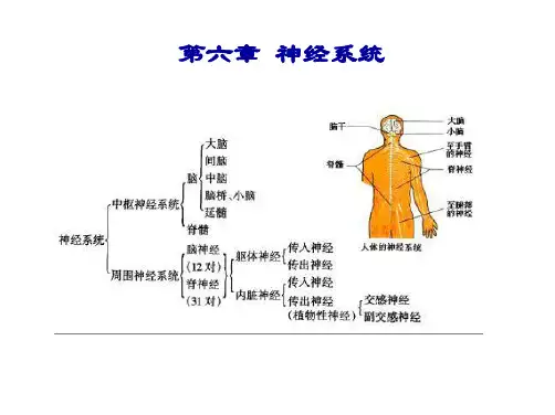 06-第六章神经系统