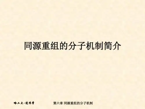 同源重组的分子机制简介