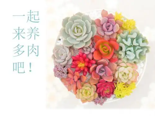 多肉植物讲座