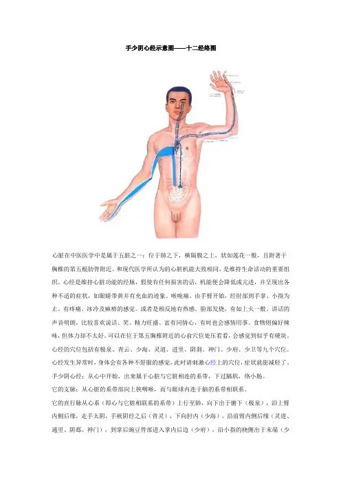 手少阴心经示意图——十二经络图