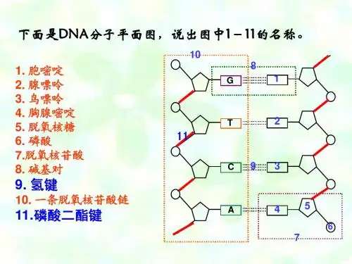 基因工程(浙版老师)
