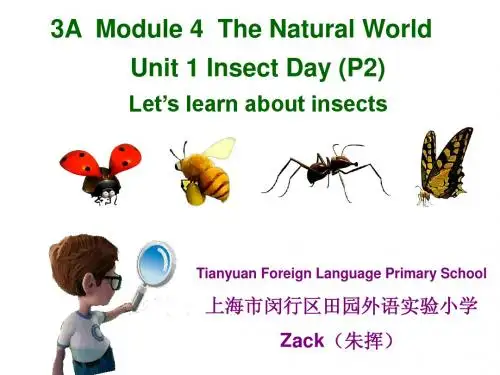 insects第二课时12-20
