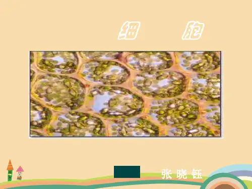 七年级科学细胞PPT优秀课件
