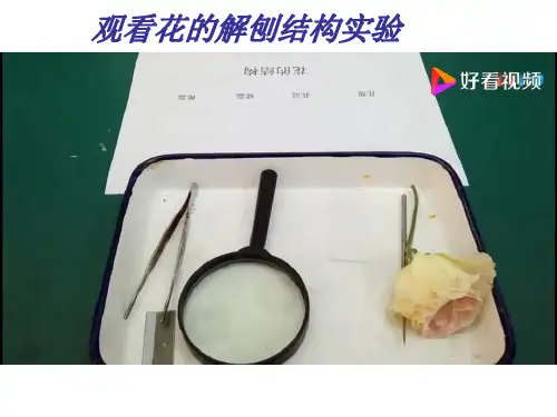 (人教版)七年级生物上册精品教学课件： 3.2.3 开花和结果