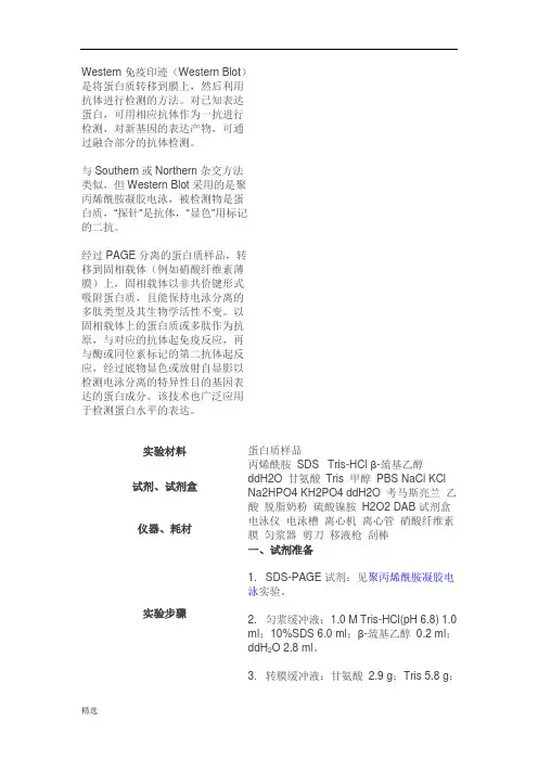 westernblot详细图解详细版.docx