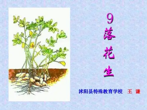 长春版六年级上册《落花生》PPT课件之二【www.edudown.net】