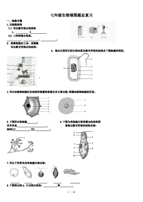 七年级生物填图题总复习