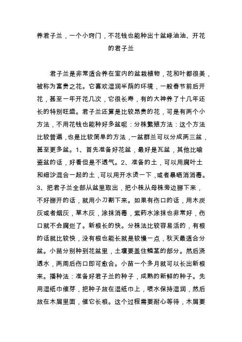 养君子兰,一个小窍门,不花钱也能种出十盆绿油油开花的君子兰