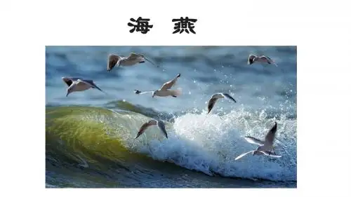 《海燕》初中语文优质课教学课件