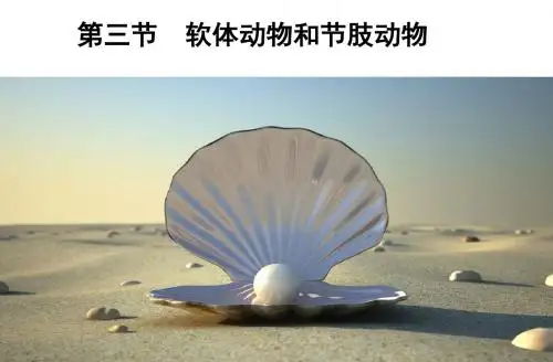 最新人教版八年级生物上第一章第三节软体动物和节肢动物