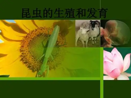 昆虫的生殖和发育