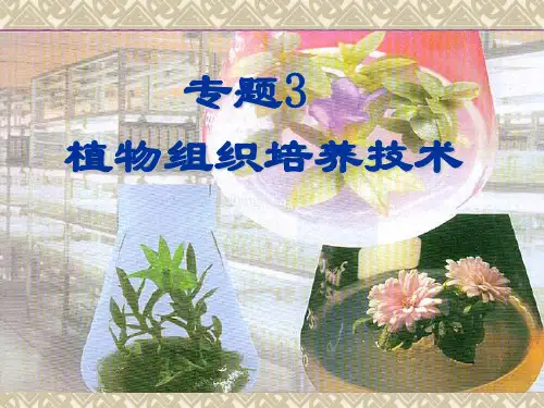 课题1 菊花的组织培养