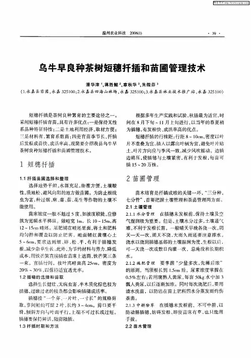 乌牛早良种茶树短穗扦插和苗圃管理技术
