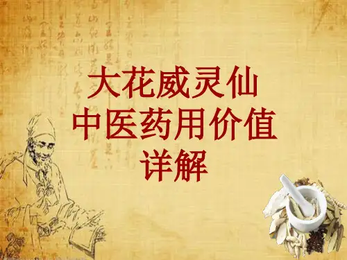 中药学_大花威灵仙_药材详解课件模板