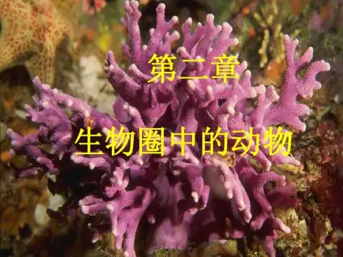 动物的主要类群