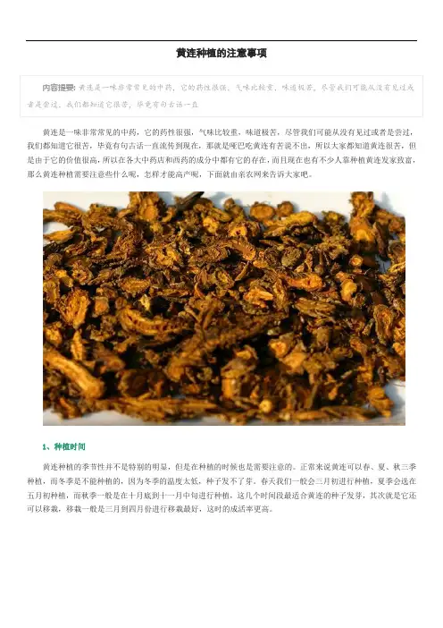 黄连种植的注意事项