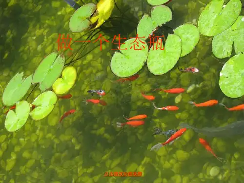 最新教科版小学五年级科学上册《做一个生态瓶》精品课件