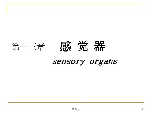 人体解剖学——感觉器官ppt课件