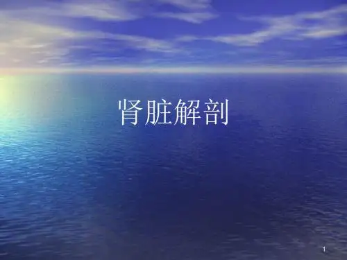 肾脏解剖ppt课件