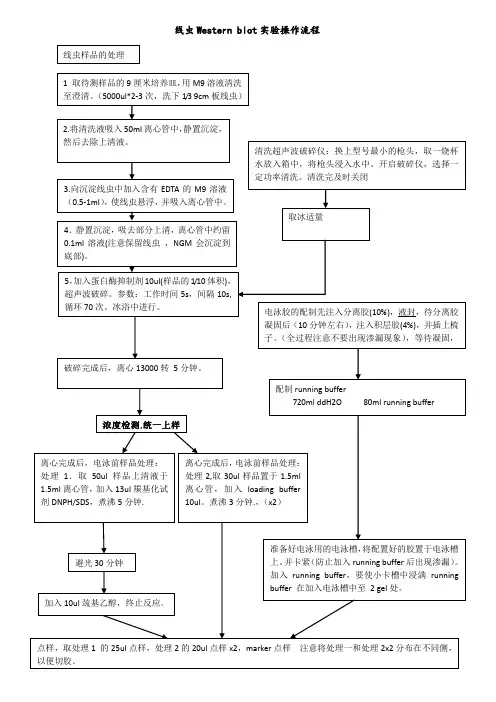 Western blot实验操作流程