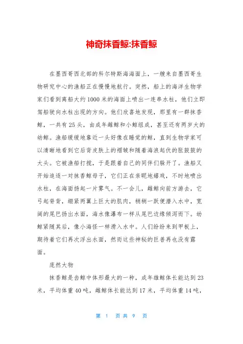 神奇抹香鲸-抹香鲸