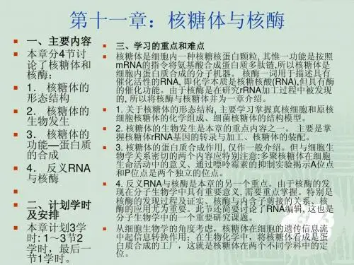 核糖体与核酶