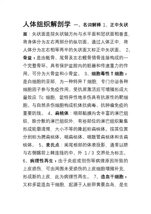 人体组织学解剖学