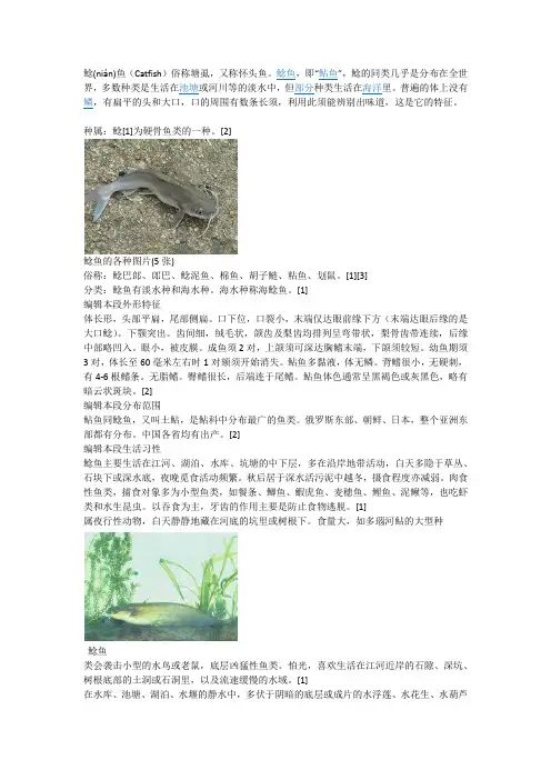 鲶鱼-百科