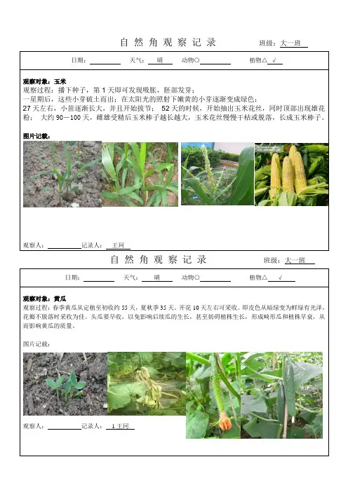 自然角观察记录(幼儿园大班) 2