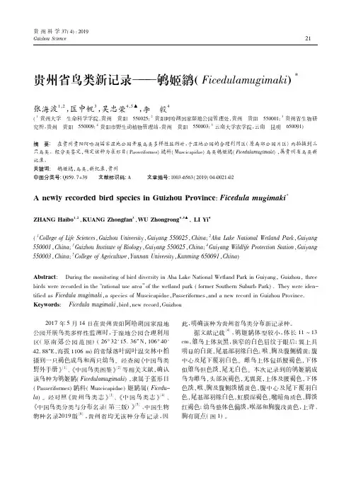 贵州省鸟类新记录——鸲姬鹟(Ficedulamugimaki)