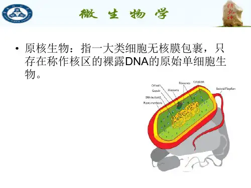 第3章 原核生物的形态结构与功能PPT幻灯片