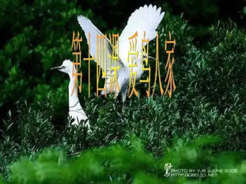 第十四课 爱鸟人家