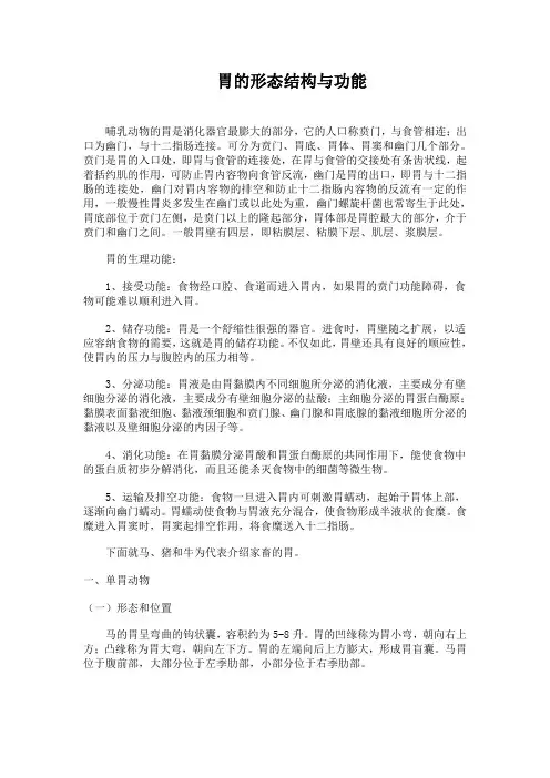 胃的形态结构与功能