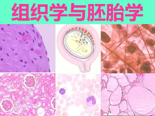 组织学01绪论与上皮
