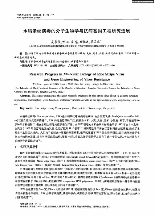 水稻条纹病毒的分子生物学与抗病基因工程研究进展