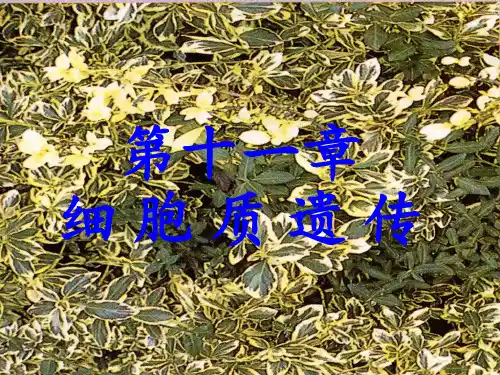 11第十一章-细胞质遗传PPT课件