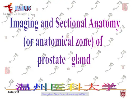 断层影像解剖学:2011-s-sectional anatomy of prostate