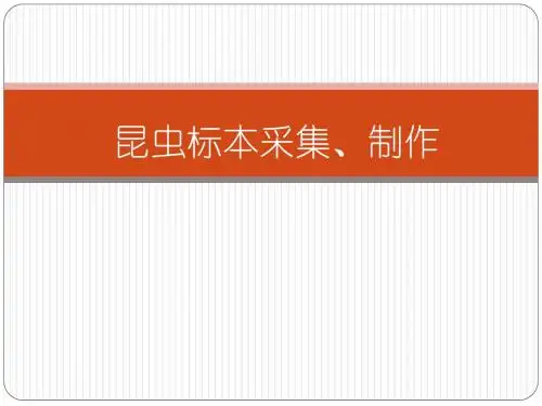 实验四昆虫标本制作 (2)
