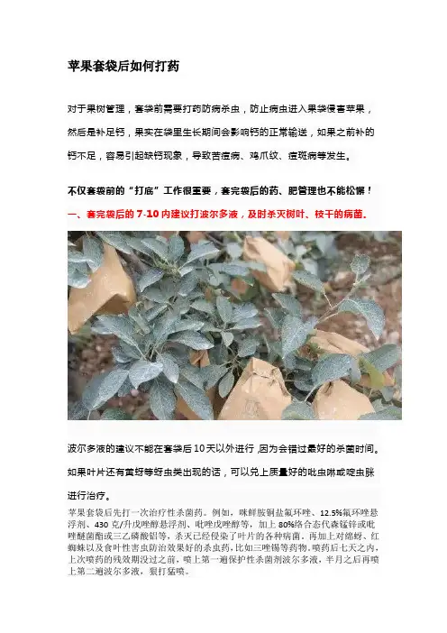 苹果套袋后如何打药