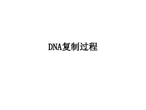 DNA复制过程