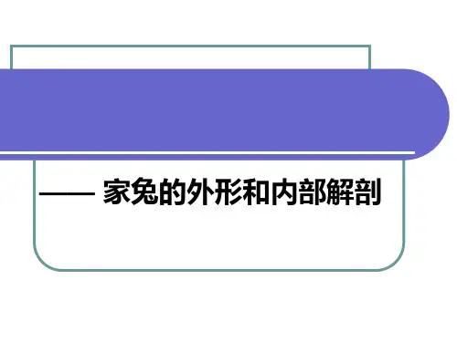 家兔的外形和内部解剖