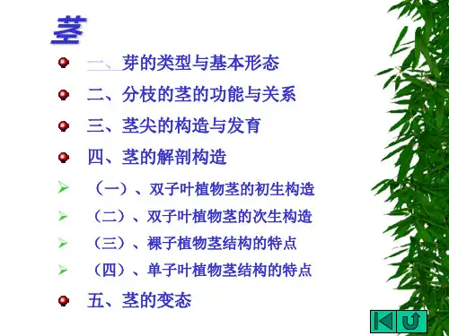 茎叶