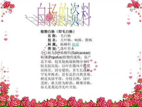 3.白杨