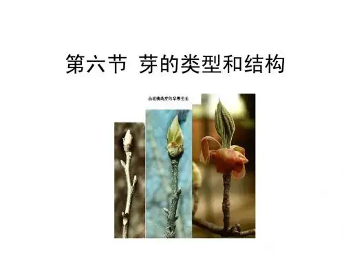 芽的类型和结构